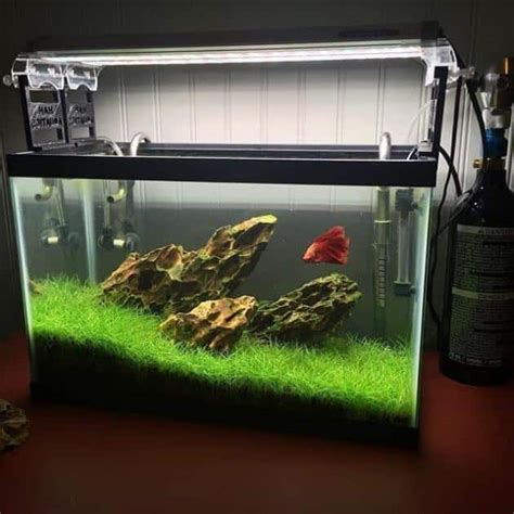 betim acuario|29 Ideas De Acuarios Para Tu Pez Betta .